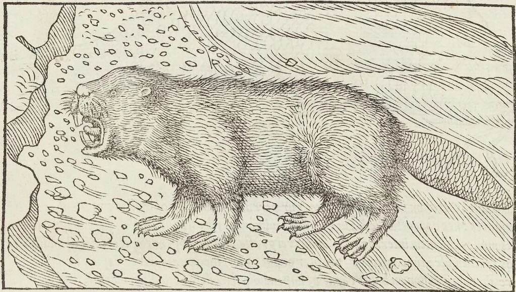 An illustration from Petri Andreae Matthioli Medici Senensis Commentarii, In Libros Sex Pedacii Dioscoridis Anazarbei, De Medica Materia: Adiectis quàm plurimis plantarum & animalium imaginibus, eodem authore, 1554, leaf 230