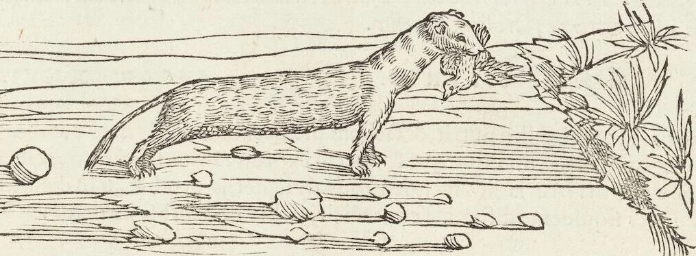 An illustration from Petri Andreae Matthioli Medici Senensis Commentarii, In Libros Sex Pedacii Dioscoridis Anazarbei, De Medica Materia: Adiectis quàm plurimis plantarum & animalium imaginibus, eodem authore, 1554, leaf 231