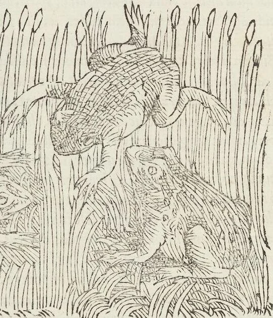 An illustration from Petri Andreae Matthioli Medici Senensis Commentarii, In Libros Sex Pedacii Dioscoridis Anazarbei, De Medica Materia: Adiectis quàm plurimis plantarum & animalium imaginibus, eodem authore, 1554, leaf 232