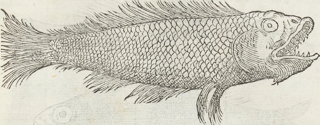 An illustration from Petri Andreae Matthioli Medici Senensis Commentarii, In Libros Sex Pedacii Dioscoridis Anazarbei, De Medica Materia: Adiectis quàm plurimis plantarum & animalium imaginibus, eodem authore, 1554, leaf 233