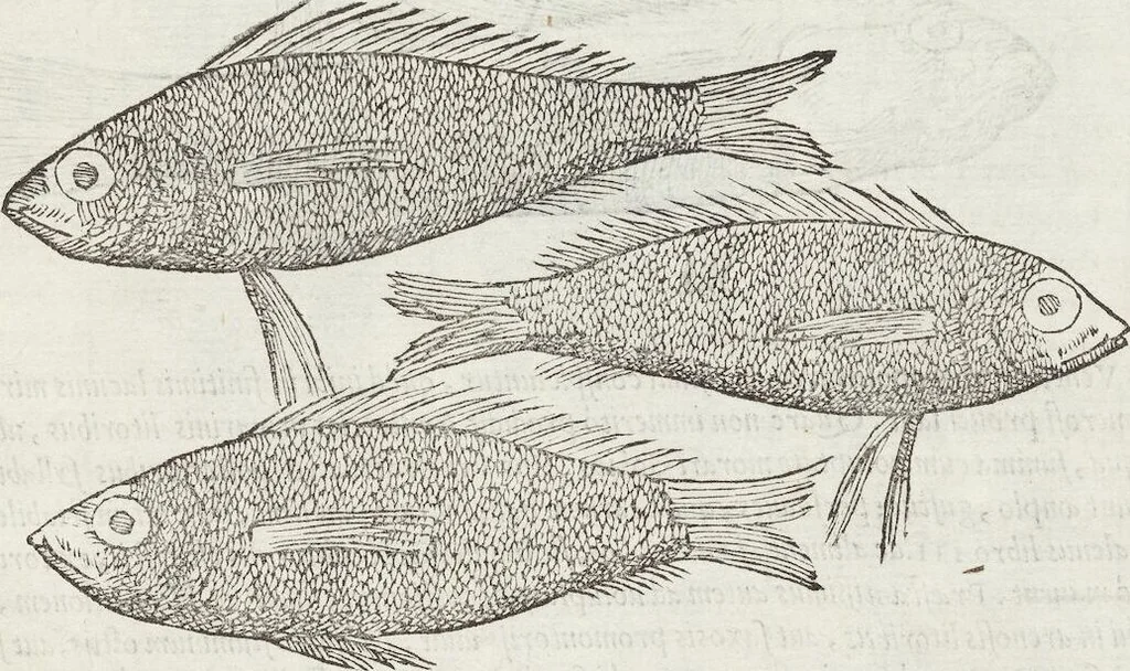 An illustration from Petri Andreae Matthioli Medici Senensis Commentarii, In Libros Sex Pedacii Dioscoridis Anazarbei, De Medica Materia: Adiectis quàm plurimis plantarum & animalium imaginibus, eodem authore, 1554, leaf 233
