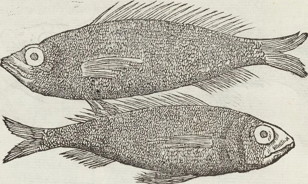 An illustration from Petri Andreae Matthioli Medici Senensis Commentarii, In Libros Sex Pedacii Dioscoridis Anazarbei, De Medica Materia: Adiectis quàm plurimis plantarum & animalium imaginibus, eodem authore, 1554, leaf 234