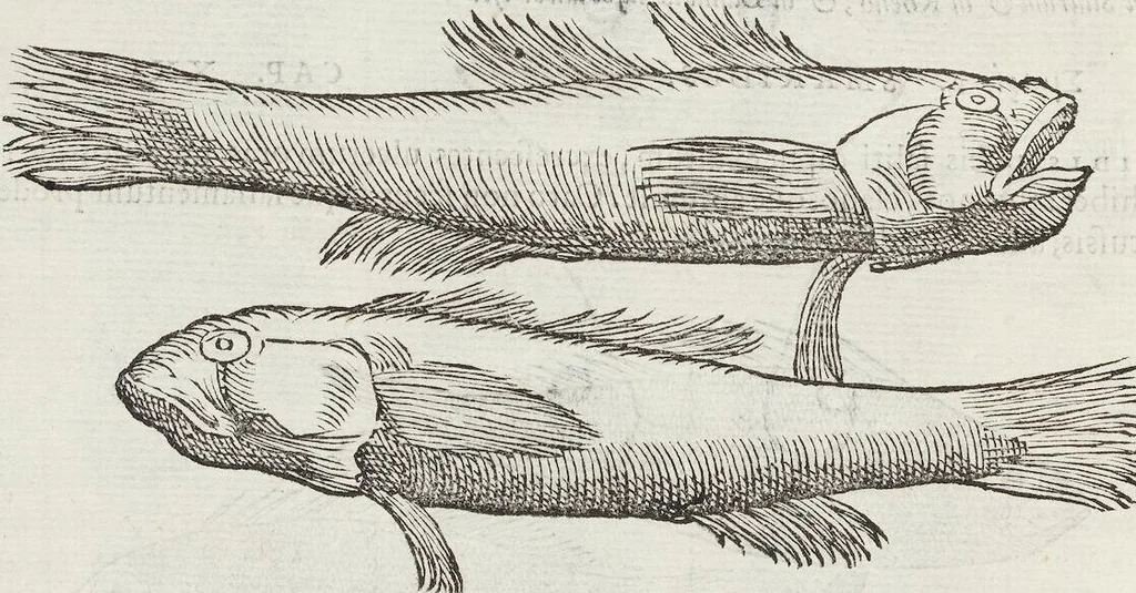 An illustration from Petri Andreae Matthioli Medici Senensis Commentarii, In Libros Sex Pedacii Dioscoridis Anazarbei, De Medica Materia: Adiectis quàm plurimis plantarum & animalium imaginibus, eodem authore, 1554, leaf 234