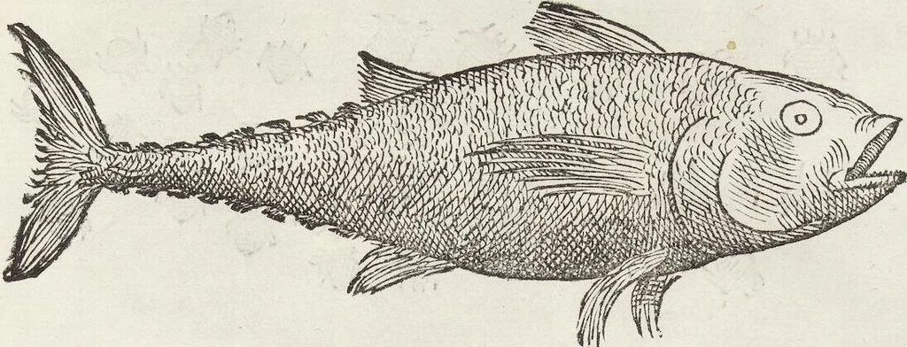 An illustration from Petri Andreae Matthioli Medici Senensis Commentarii, In Libros Sex Pedacii Dioscoridis Anazarbei, De Medica Materia: Adiectis quàm plurimis plantarum & animalium imaginibus, eodem authore, 1554, leaf 235