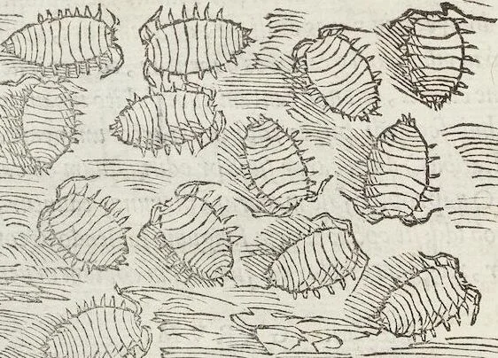 An illustration from Petri Andreae Matthioli Medici Senensis Commentarii, In Libros Sex Pedacii Dioscoridis Anazarbei, De Medica Materia: Adiectis quàm plurimis plantarum & animalium imaginibus, eodem authore, 1554, leaf 236