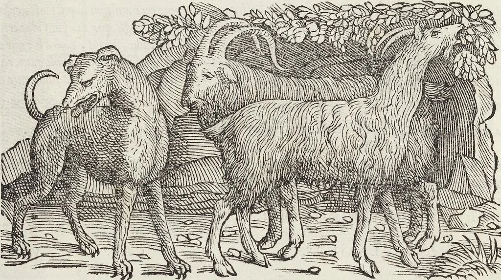 An illustration from Petri Andreae Matthioli Medici Senensis Commentarii, In Libros Sex Pedacii Dioscoridis Anazarbei, De Medica Materia: Adiectis quàm plurimis plantarum & animalium imaginibus, eodem authore, 1554, leaf 238