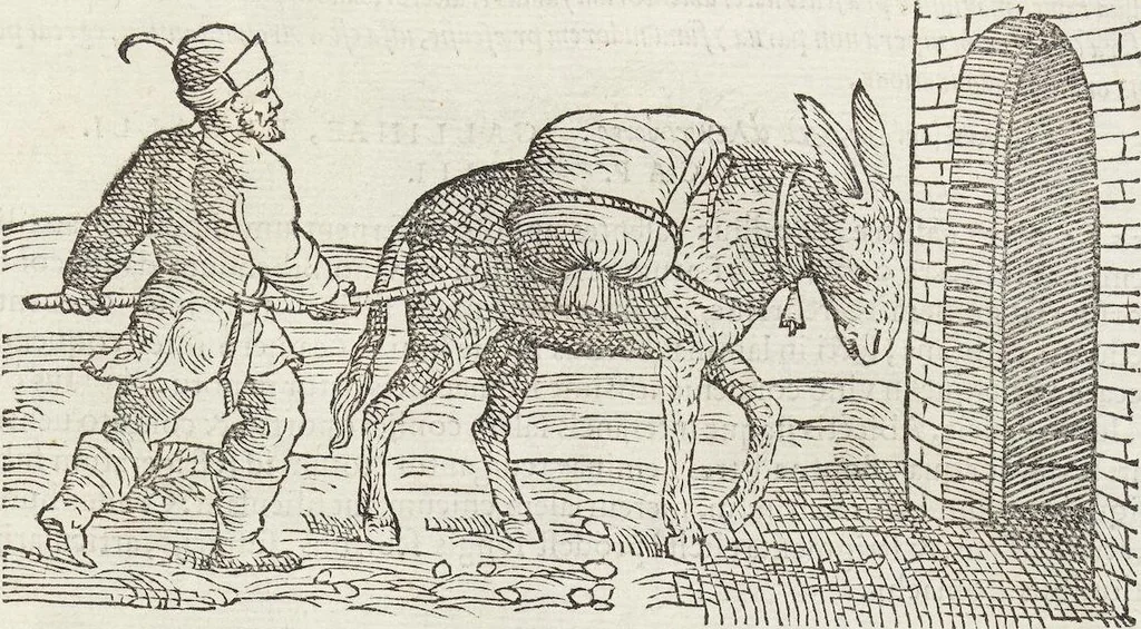 An illustration from Petri Andreae Matthioli Medici Senensis Commentarii, In Libros Sex Pedacii Dioscoridis Anazarbei, De Medica Materia: Adiectis quàm plurimis plantarum & animalium imaginibus, eodem authore, 1554, leaf 239