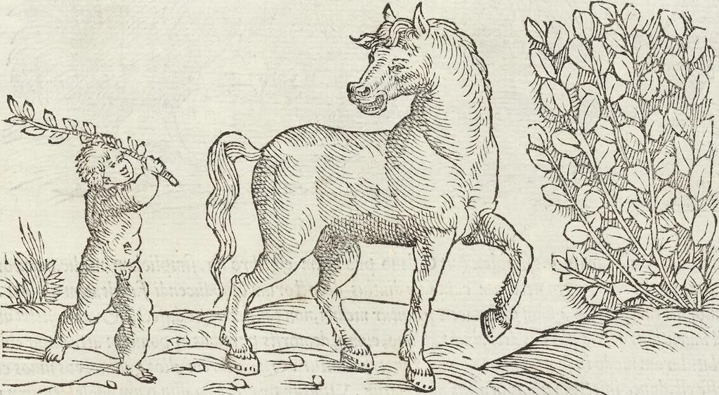 An illustration from Petri Andreae Matthioli Medici Senensis Commentarii, In Libros Sex Pedacii Dioscoridis Anazarbei, De Medica Materia: Adiectis quàm plurimis plantarum & animalium imaginibus, eodem authore, 1554, leaf 239
