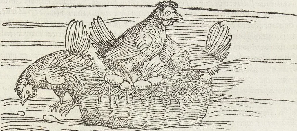 An illustration from Petri Andreae Matthioli Medici Senensis Commentarii, In Libros Sex Pedacii Dioscoridis Anazarbei, De Medica Materia: Adiectis quàm plurimis plantarum & animalium imaginibus, eodem authore, 1554, leaf 241