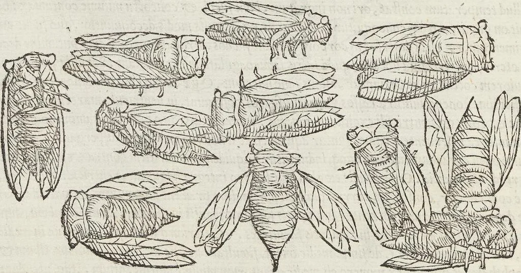 An illustration from Petri Andreae Matthioli Medici Senensis Commentarii, In Libros Sex Pedacii Dioscoridis Anazarbei, De Medica Materia: Adiectis quàm plurimis plantarum & animalium imaginibus, eodem authore, 1554, leaf 242