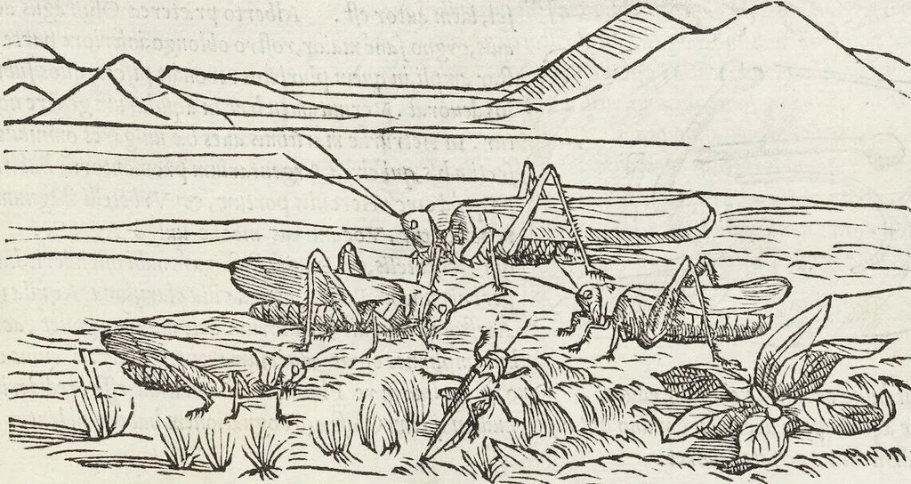 An illustration from Petri Andreae Matthioli Medici Senensis Commentarii, In Libros Sex Pedacii Dioscoridis Anazarbei, De Medica Materia: Adiectis quàm plurimis plantarum & animalium imaginibus, eodem authore, 1554, leaf 243