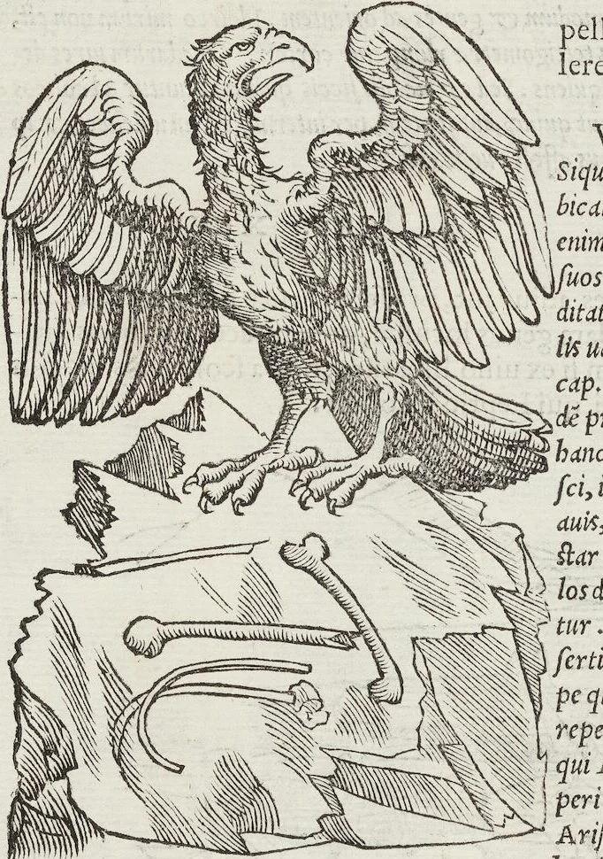 An illustration from Petri Andreae Matthioli Medici Senensis Commentarii, In Libros Sex Pedacii Dioscoridis Anazarbei, De Medica Materia: Adiectis quàm plurimis plantarum & animalium imaginibus, eodem authore, 1554, leaf 244