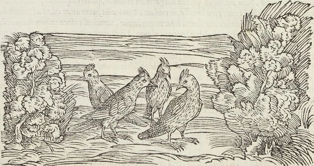 An illustration from Petri Andreae Matthioli Medici Senensis Commentarii, In Libros Sex Pedacii Dioscoridis Anazarbei, De Medica Materia: Adiectis quàm plurimis plantarum & animalium imaginibus, eodem authore, 1554, leaf 244