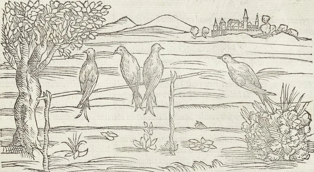 An illustration from Petri Andreae Matthioli Medici Senensis Commentarii, In Libros Sex Pedacii Dioscoridis Anazarbei, De Medica Materia: Adiectis quàm plurimis plantarum & animalium imaginibus, eodem authore, 1554, leaf 245