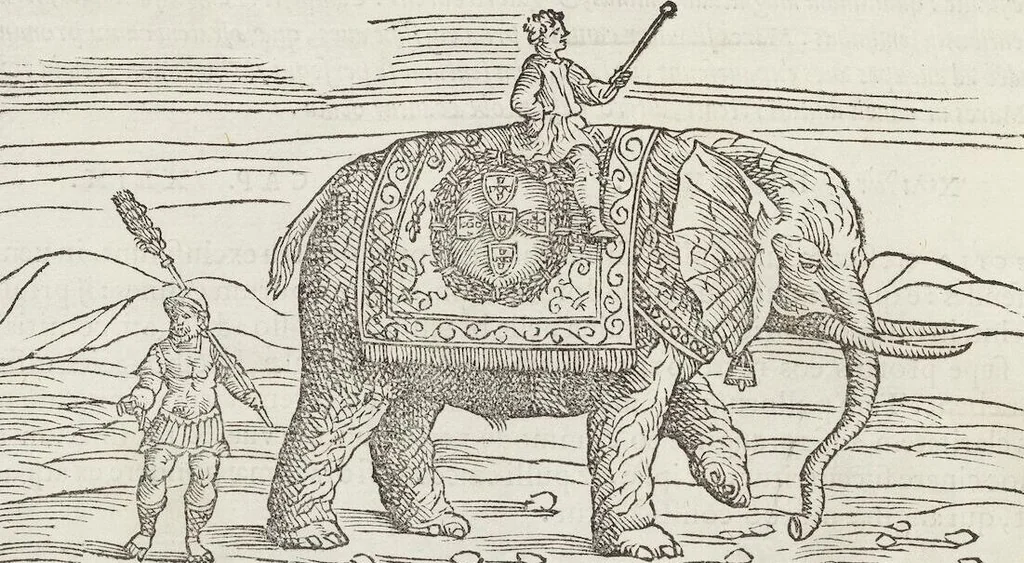 An illustration from Petri Andreae Matthioli Medici Senensis Commentarii, In Libros Sex Pedacii Dioscoridis Anazarbei, De Medica Materia: Adiectis quàm plurimis plantarum & animalium imaginibus, eodem authore, 1554, leaf 246
