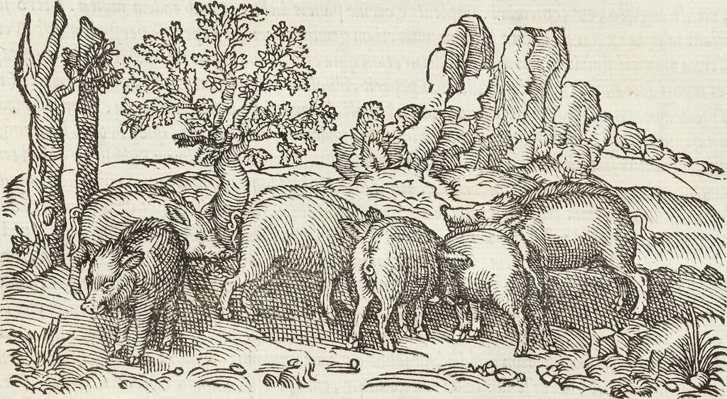 An illustration from Petri Andreae Matthioli Medici Senensis Commentarii, In Libros Sex Pedacii Dioscoridis Anazarbei, De Medica Materia: Adiectis quàm plurimis plantarum & animalium imaginibus, eodem authore, 1554, leaf 247