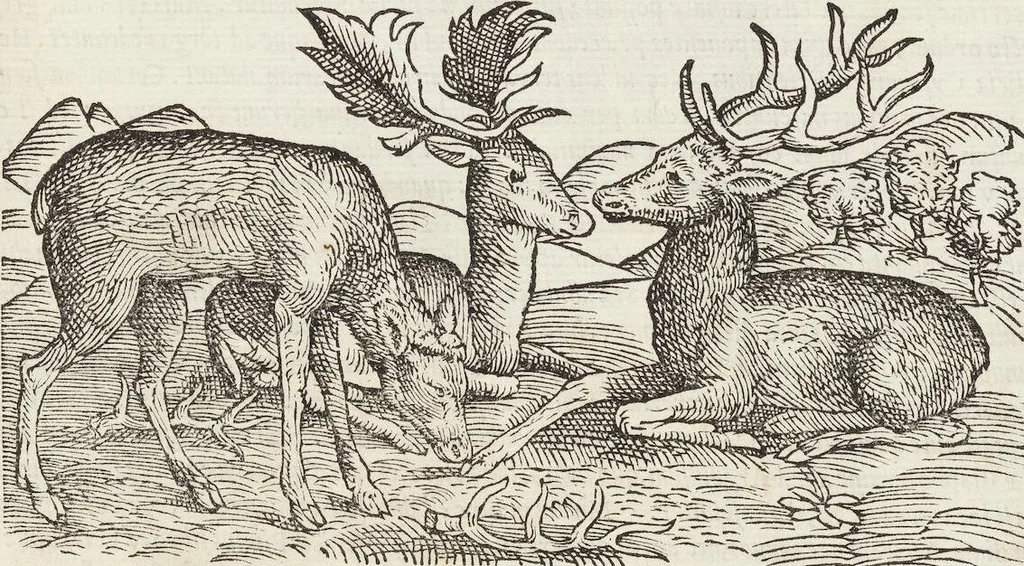 An illustration from Petri Andreae Matthioli Medici Senensis Commentarii, In Libros Sex Pedacii Dioscoridis Anazarbei, De Medica Materia: Adiectis quàm plurimis plantarum & animalium imaginibus, eodem authore, 1554, leaf 247