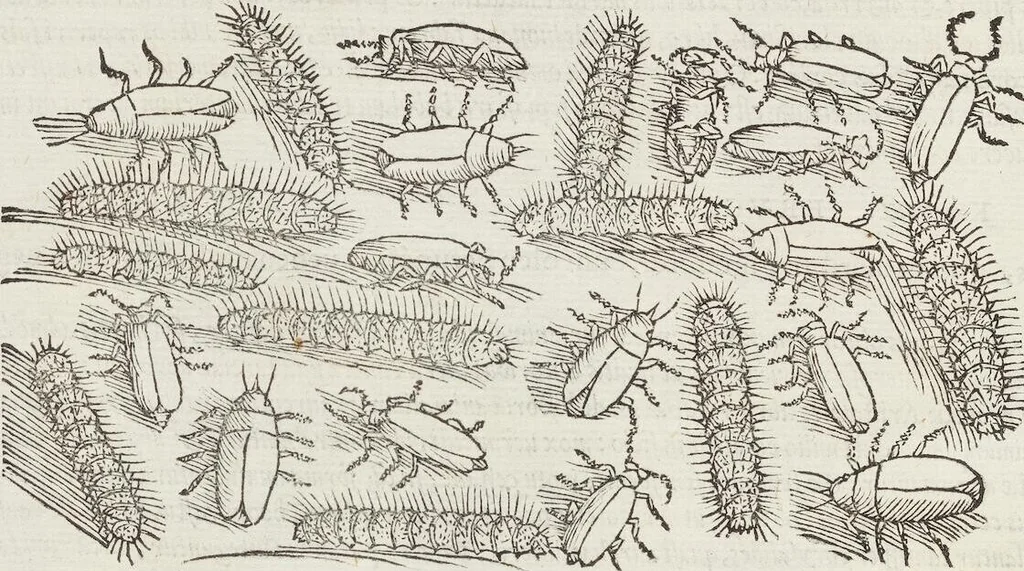 An illustration from Petri Andreae Matthioli Medici Senensis Commentarii, In Libros Sex Pedacii Dioscoridis Anazarbei, De Medica Materia: Adiectis quàm plurimis plantarum & animalium imaginibus, eodem authore, 1554, leaf 250