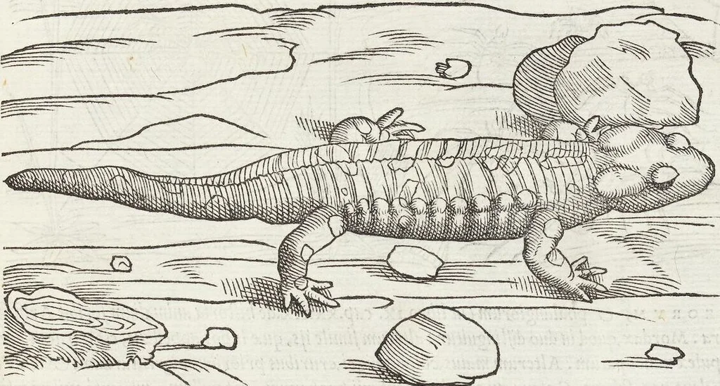 An illustration from Petri Andreae Matthioli Medici Senensis Commentarii, In Libros Sex Pedacii Dioscoridis Anazarbei, De Medica Materia: Adiectis quàm plurimis plantarum & animalium imaginibus, eodem authore, 1554, leaf 251