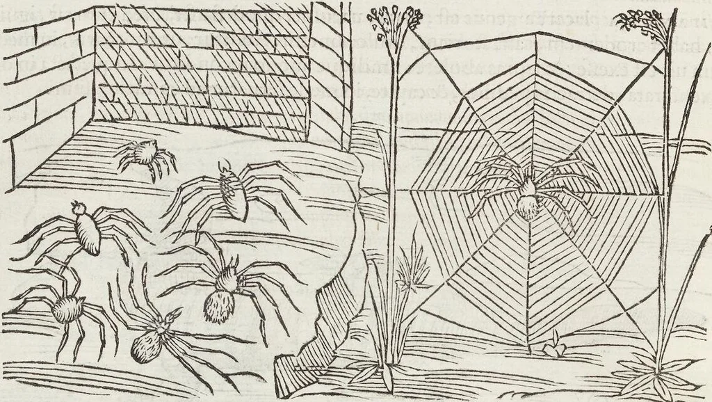 An illustration from Petri Andreae Matthioli Medici Senensis Commentarii, In Libros Sex Pedacii Dioscoridis Anazarbei, De Medica Materia: Adiectis quàm plurimis plantarum & animalium imaginibus, eodem authore, 1554, leaf 252
