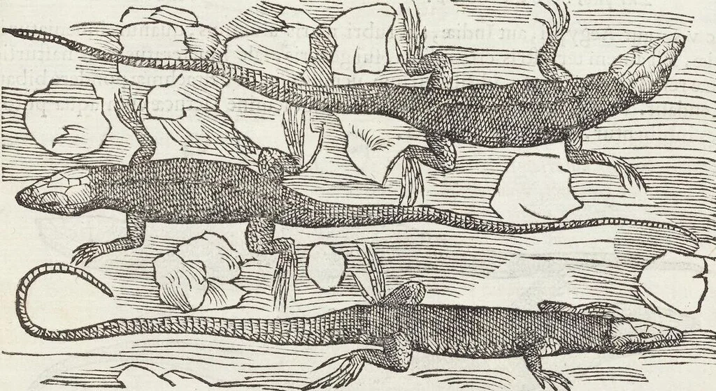 An illustration from Petri Andreae Matthioli Medici Senensis Commentarii, In Libros Sex Pedacii Dioscoridis Anazarbei, De Medica Materia: Adiectis quàm plurimis plantarum & animalium imaginibus, eodem authore, 1554, leaf 253