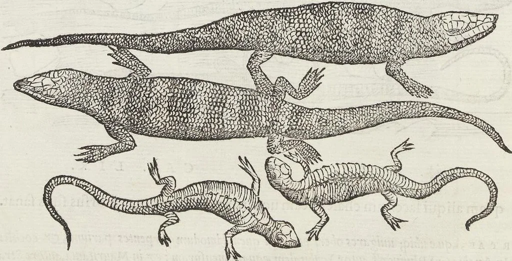 An illustration from Petri Andreae Matthioli Medici Senensis Commentarii, In Libros Sex Pedacii Dioscoridis Anazarbei, De Medica Materia: Adiectis quàm plurimis plantarum & animalium imaginibus, eodem authore, 1554, leaf 254