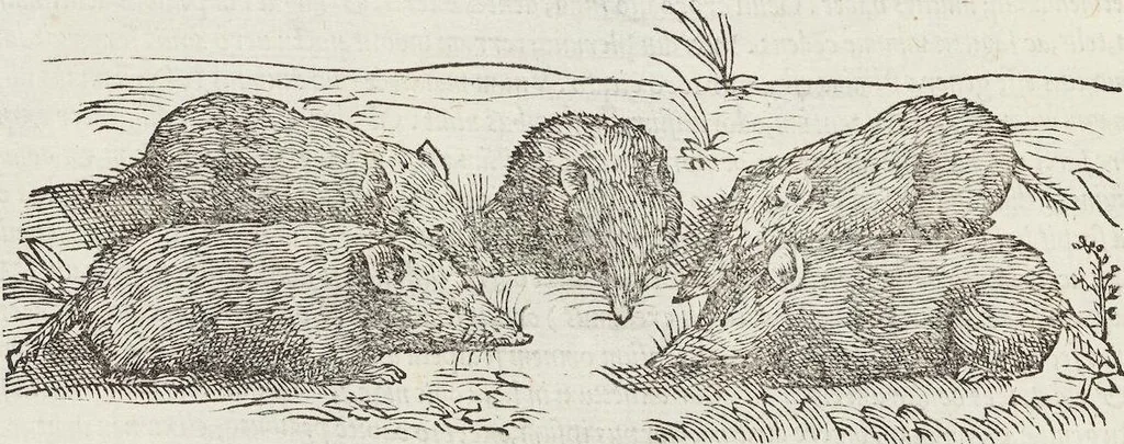 An illustration from Petri Andreae Matthioli Medici Senensis Commentarii, In Libros Sex Pedacii Dioscoridis Anazarbei, De Medica Materia: Adiectis quàm plurimis plantarum & animalium imaginibus, eodem authore, 1554, leaf 256