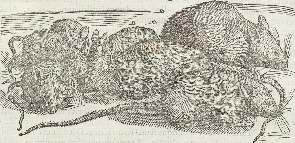An illustration from Petri Andreae Matthioli Medici Senensis Commentarii, In Libros Sex Pedacii Dioscoridis Anazarbei, De Medica Materia: Adiectis quàm plurimis plantarum & animalium imaginibus, eodem authore, 1554, leaf 257