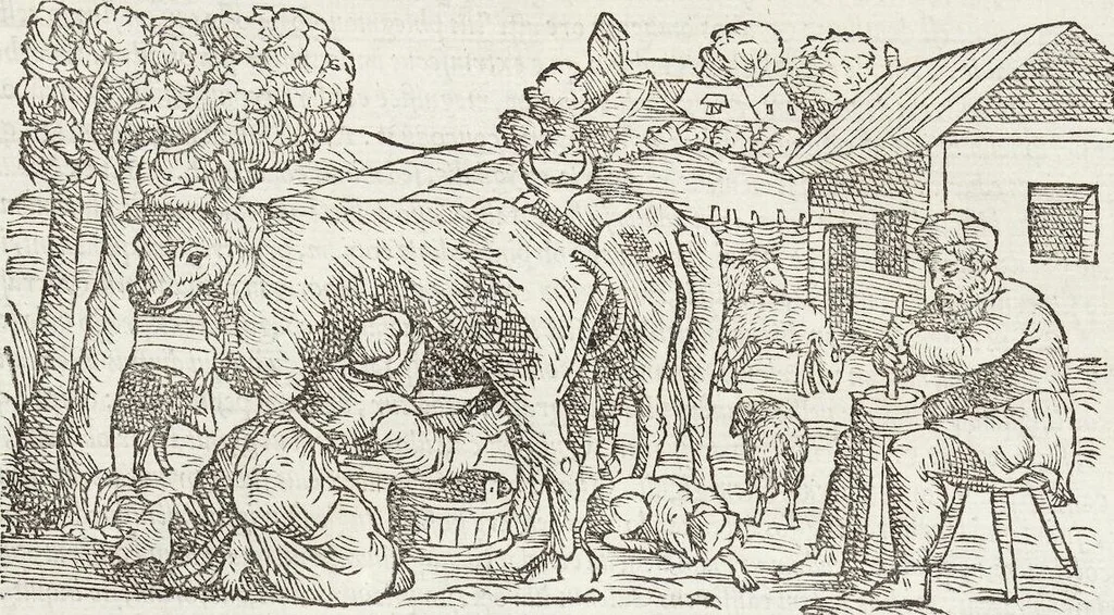 An illustration from Petri Andreae Matthioli Medici Senensis Commentarii, In Libros Sex Pedacii Dioscoridis Anazarbei, De Medica Materia: Adiectis quàm plurimis plantarum & animalium imaginibus, eodem authore, 1554, leaf 259
