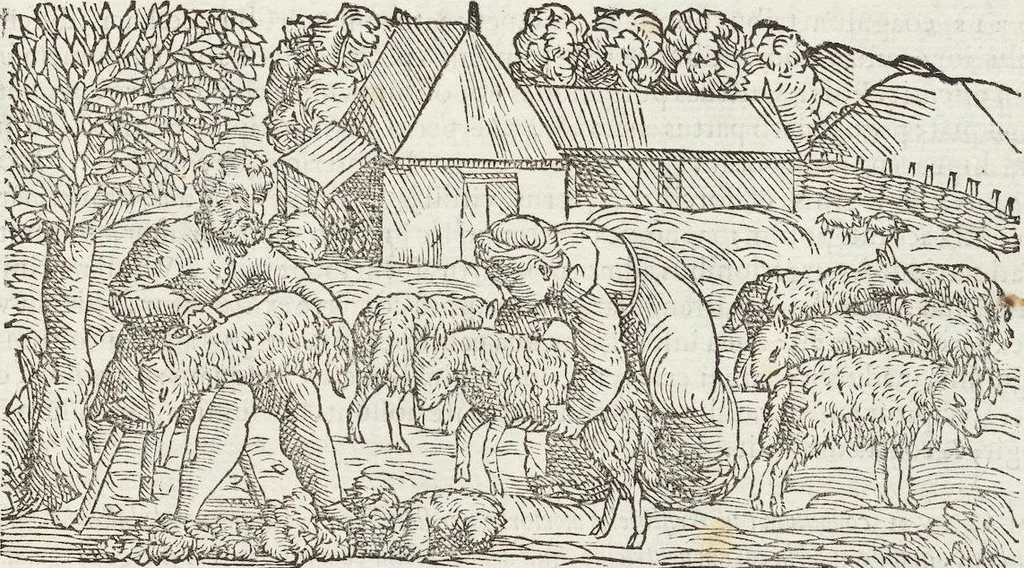 An illustration from Petri Andreae Matthioli Medici Senensis Commentarii, In Libros Sex Pedacii Dioscoridis Anazarbei, De Medica Materia: Adiectis quàm plurimis plantarum & animalium imaginibus, eodem authore, 1554, leaf 261