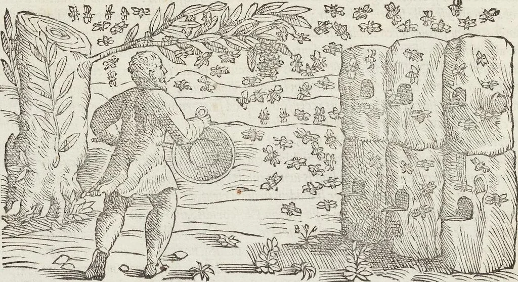 An illustration from Petri Andreae Matthioli Medici Senensis Commentarii, In Libros Sex Pedacii Dioscoridis Anazarbei, De Medica Materia: Adiectis quàm plurimis plantarum & animalium imaginibus, eodem authore, 1554, leaf 272