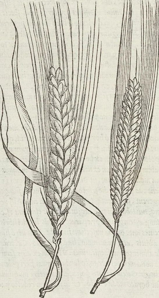 An illustration from Petri Andreae Matthioli Medici Senensis Commentarii, In Libros Sex Pedacii Dioscoridis Anazarbei, De Medica Materia: Adiectis quàm plurimis plantarum & animalium imaginibus, eodem authore, 1554, leaf 280