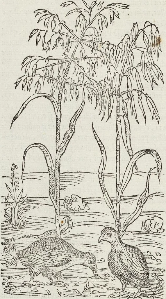 An illustration from Petri Andreae Matthioli Medici Senensis Commentarii, In Libros Sex Pedacii Dioscoridis Anazarbei, De Medica Materia: Adiectis quàm plurimis plantarum & animalium imaginibus, eodem authore, 1554, leaf 282