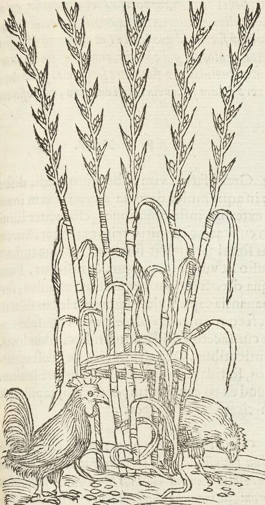 An illustration from Petri Andreae Matthioli Medici Senensis Commentarii, In Libros Sex Pedacii Dioscoridis Anazarbei, De Medica Materia: Adiectis quàm plurimis plantarum & animalium imaginibus, eodem authore, 1554, leaf 285