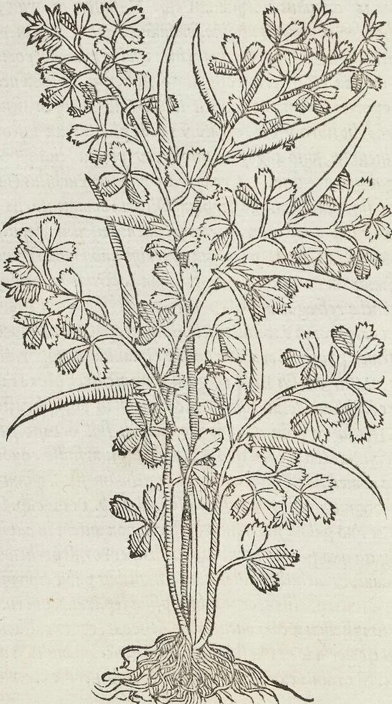 An illustration from Petri Andreae Matthioli Medici Senensis Commentarii, In Libros Sex Pedacii Dioscoridis Anazarbei, De Medica Materia: Adiectis quàm plurimis plantarum & animalium imaginibus, eodem authore, 1554, leaf 286