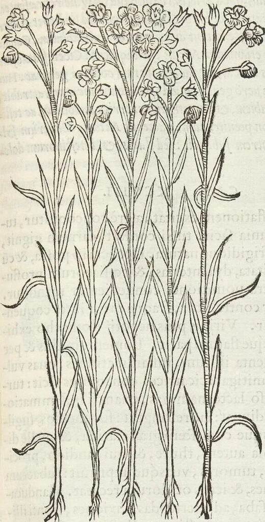 An illustration from Petri Andreae Matthioli Medici Senensis Commentarii, In Libros Sex Pedacii Dioscoridis Anazarbei, De Medica Materia: Adiectis quàm plurimis plantarum & animalium imaginibus, eodem authore, 1554, leaf 287