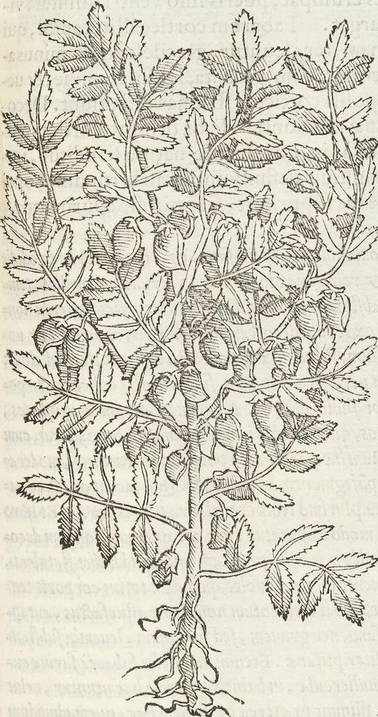 An illustration from Petri Andreae Matthioli Medici Senensis Commentarii, In Libros Sex Pedacii Dioscoridis Anazarbei, De Medica Materia: Adiectis quàm plurimis plantarum & animalium imaginibus, eodem authore, 1554, leaf 287