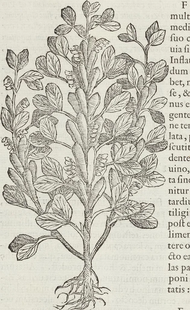 An illustration from Petri Andreae Matthioli Medici Senensis Commentarii, In Libros Sex Pedacii Dioscoridis Anazarbei, De Medica Materia: Adiectis quàm plurimis plantarum & animalium imaginibus, eodem authore, 1554, leaf 288