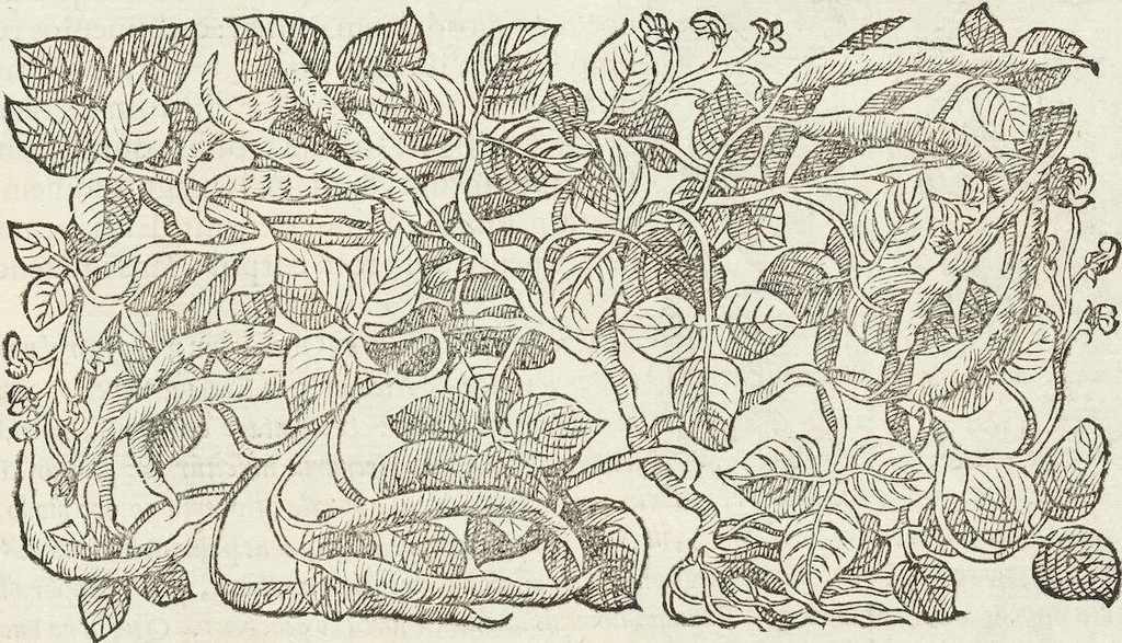 An illustration from Petri Andreae Matthioli Medici Senensis Commentarii, In Libros Sex Pedacii Dioscoridis Anazarbei, De Medica Materia: Adiectis quàm plurimis plantarum & animalium imaginibus, eodem authore, 1554, leaf 291