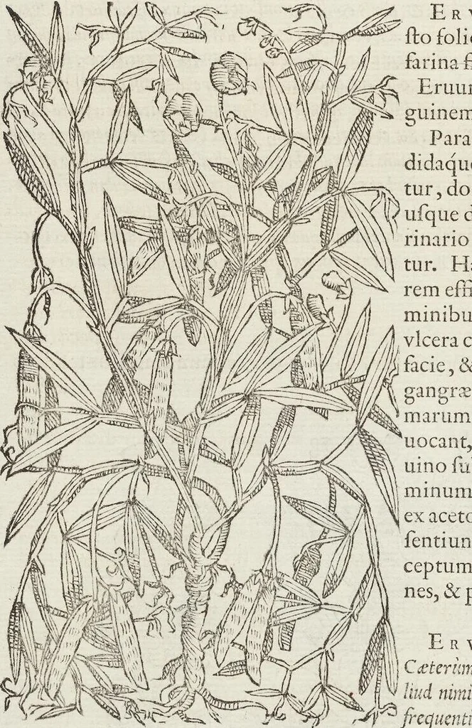 An illustration from Petri Andreae Matthioli Medici Senensis Commentarii, In Libros Sex Pedacii Dioscoridis Anazarbei, De Medica Materia: Adiectis quàm plurimis plantarum & animalium imaginibus, eodem authore, 1554, leaf 292
