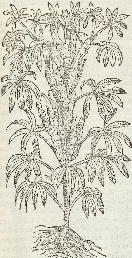 An illustration from Petri Andreae Matthioli Medici Senensis Commentarii, In Libros Sex Pedacii Dioscoridis Anazarbei, De Medica Materia: Adiectis quàm plurimis plantarum & animalium imaginibus, eodem authore, 1554, leaf 293
