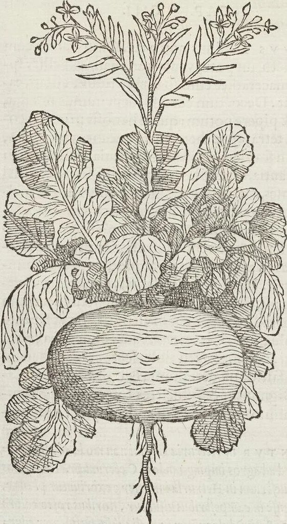 An illustration from Petri Andreae Matthioli Medici Senensis Commentarii, In Libros Sex Pedacii Dioscoridis Anazarbei, De Medica Materia: Adiectis quàm plurimis plantarum & animalium imaginibus, eodem authore, 1554, leaf 294