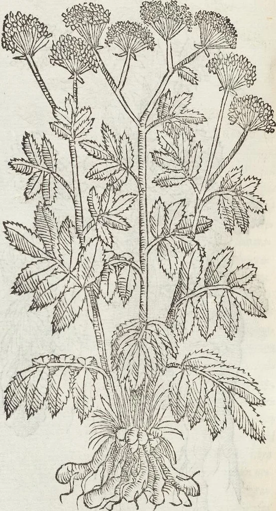 An illustration from Petri Andreae Matthioli Medici Senensis Commentarii, In Libros Sex Pedacii Dioscoridis Anazarbei, De Medica Materia: Adiectis quàm plurimis plantarum & animalium imaginibus, eodem authore, 1554, leaf 296