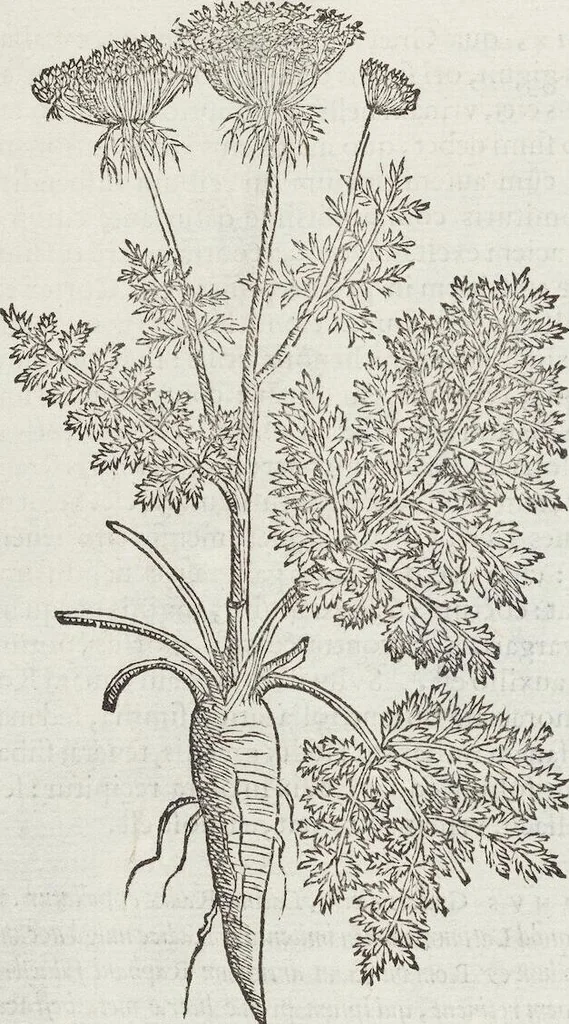 An illustration from Petri Andreae Matthioli Medici Senensis Commentarii, In Libros Sex Pedacii Dioscoridis Anazarbei, De Medica Materia: Adiectis quàm plurimis plantarum & animalium imaginibus, eodem authore, 1554, leaf 296