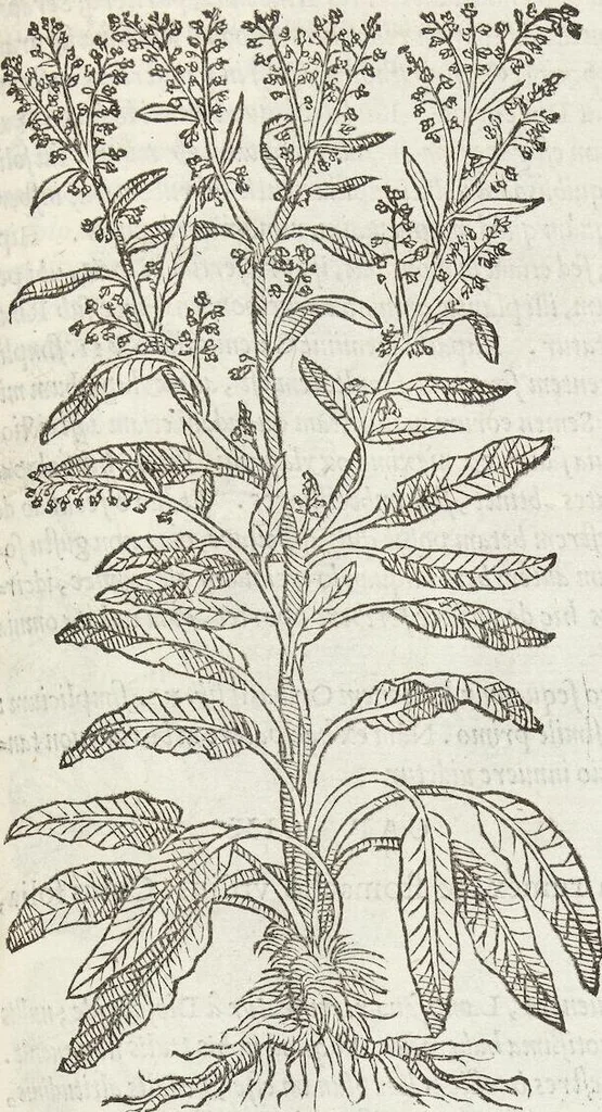 An illustration from Petri Andreae Matthioli Medici Senensis Commentarii, In Libros Sex Pedacii Dioscoridis Anazarbei, De Medica Materia: Adiectis quàm plurimis plantarum & animalium imaginibus, eodem authore, 1554, leaf 297