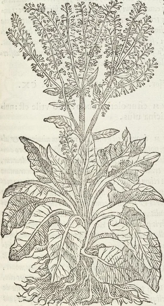 An illustration from Petri Andreae Matthioli Medici Senensis Commentarii, In Libros Sex Pedacii Dioscoridis Anazarbei, De Medica Materia: Adiectis quàm plurimis plantarum & animalium imaginibus, eodem authore, 1554, leaf 297