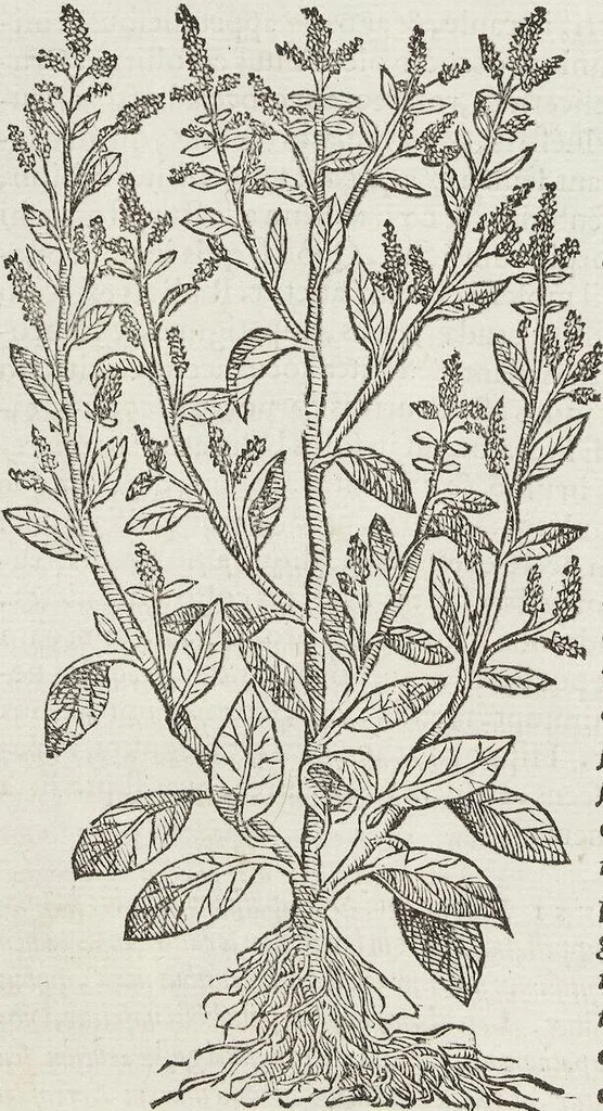 An illustration from Petri Andreae Matthioli Medici Senensis Commentarii, In Libros Sex Pedacii Dioscoridis Anazarbei, De Medica Materia: Adiectis quàm plurimis plantarum & animalium imaginibus, eodem authore, 1554, leaf 298