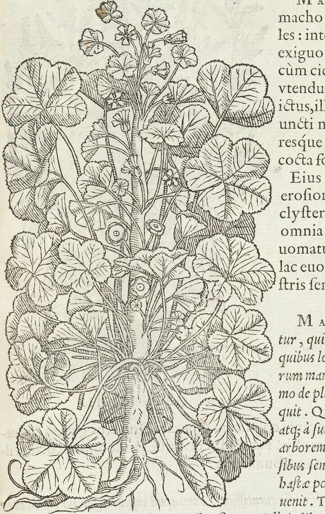An illustration from Petri Andreae Matthioli Medici Senensis Commentarii, In Libros Sex Pedacii Dioscoridis Anazarbei, De Medica Materia: Adiectis quàm plurimis plantarum & animalium imaginibus, eodem authore, 1554, leaf 299