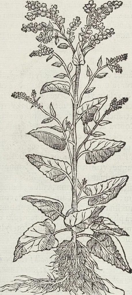 An illustration from Petri Andreae Matthioli Medici Senensis Commentarii, In Libros Sex Pedacii Dioscoridis Anazarbei, De Medica Materia: Adiectis quàm plurimis plantarum & animalium imaginibus, eodem authore, 1554, leaf 300