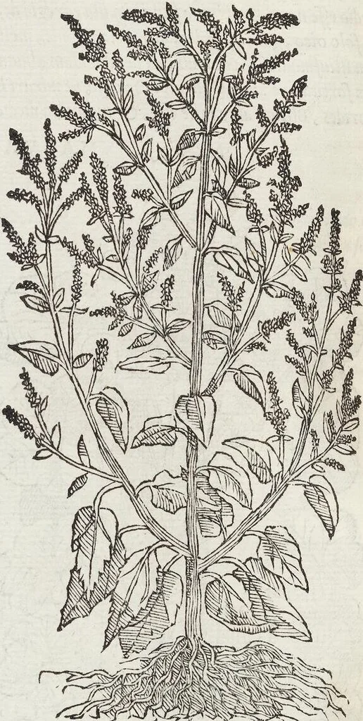 An illustration from Petri Andreae Matthioli Medici Senensis Commentarii, In Libros Sex Pedacii Dioscoridis Anazarbei, De Medica Materia: Adiectis quàm plurimis plantarum & animalium imaginibus, eodem authore, 1554, leaf 300